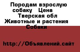 Породам взрослую собаку › Цена ­ 1 - Тверская обл. Животные и растения » Собаки   